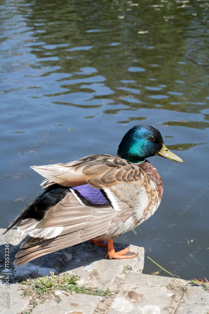 Obraz premium photo featuring a duck, in its natural habitat. The image captures the beauty of the bird's feathers as it peacefully resides by the lakeside, showcasing the charm of wildlife