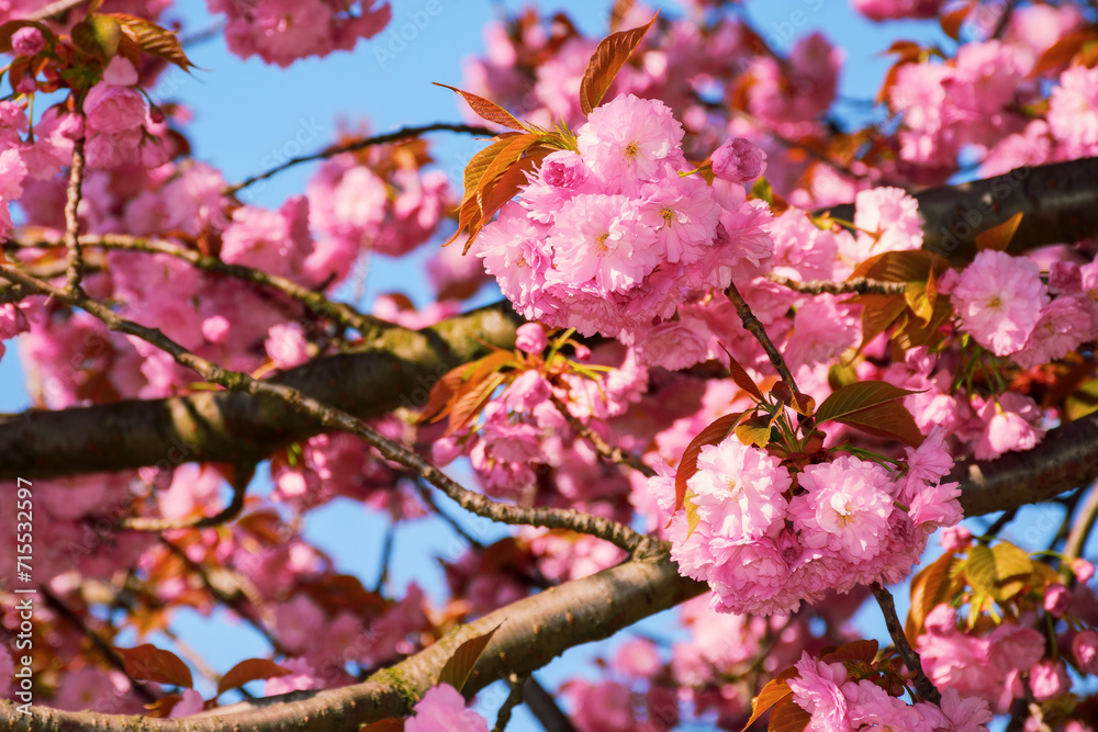 closeup of cherry blossom on a sunny day. springtime wallpaper in april closeup of cherry blossom on a sunny day. springtime wallpaper in april
