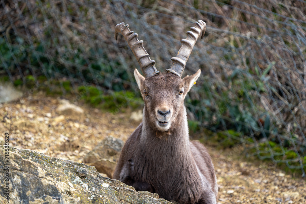 Ibex close up Ibex close up