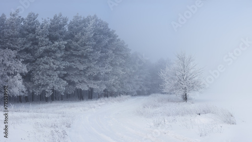 Beautiful winter landscape of frost-covered pine trees on the edge of the forest on a foggy cloudy and frosty morning. Low angle view.