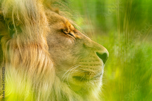głowa lwa z profilu w zbliżeniu