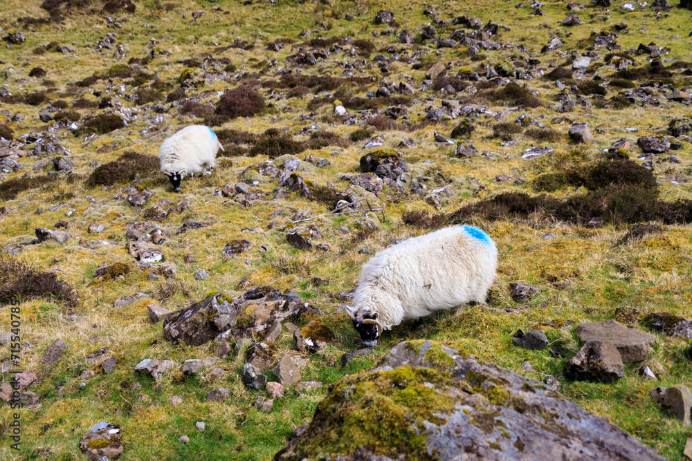 Naklejka premium A Gentle Sheep Grazing in Nature