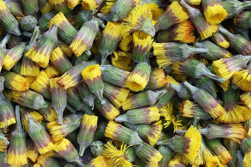 Coltsfoot, Tussilago farfara, also known as cough-wort, wild medicinal spring flower from Finland Coltsfoot, Tussilago farfara, also known as cough-wort, wild medicinal spring flower from Finland