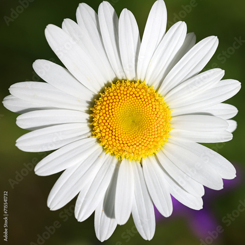 Ox-eye daisy  Leucanthemum vulgare  also known as oxeye daisy  dog daisy  wild plant from Finland