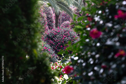 blooming camellia trees in the garden