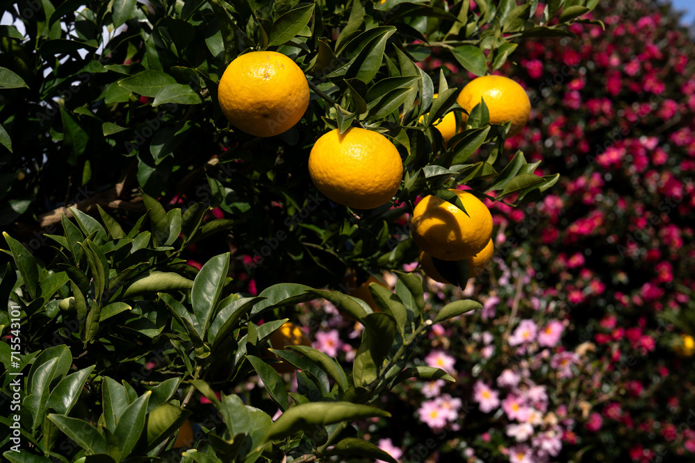 tangerines hanging on the tree