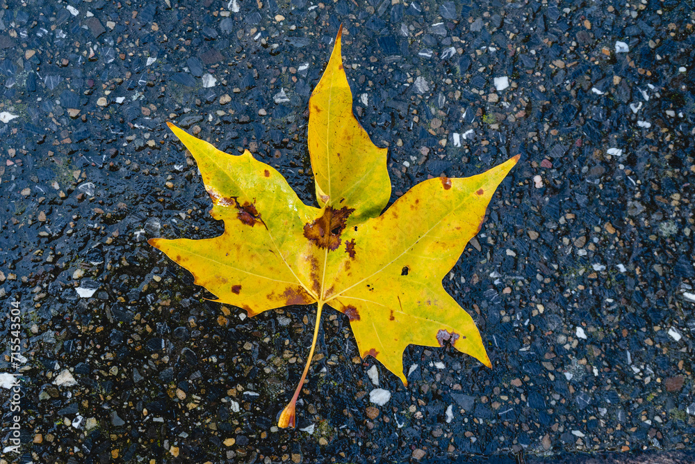 Wet autumn leaves on the floor in a puddle Wet autumn leaves on the floor in a puddle