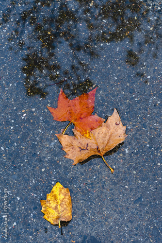 Wet autumn leaves on the floor in a puddle