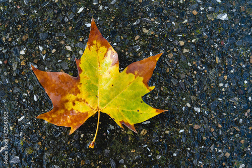 Wet autumn leaves on the floor in a puddle