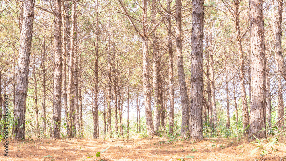 Obraz premium Photos of mountain pine trees in the dry season in Thailand.