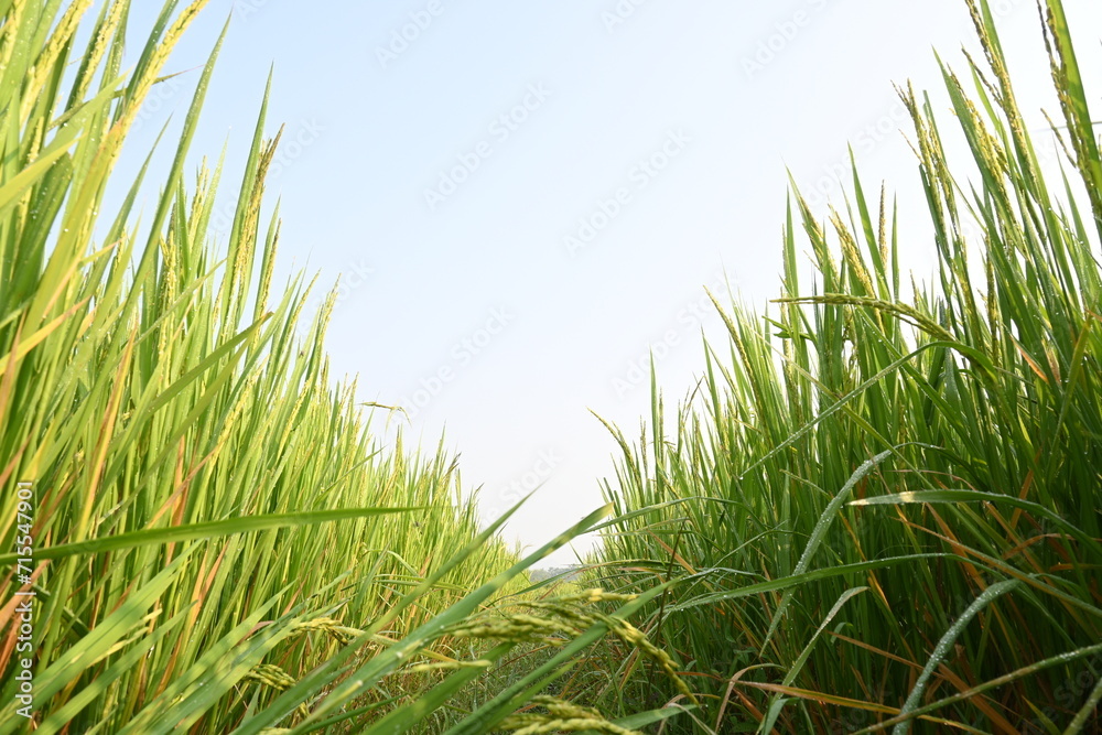Fototapeta premium Rice or paddy plant. Close-up of the rice ears. Paddy or Rice field in India. Grain paddy field concept. close up of green rice plant.