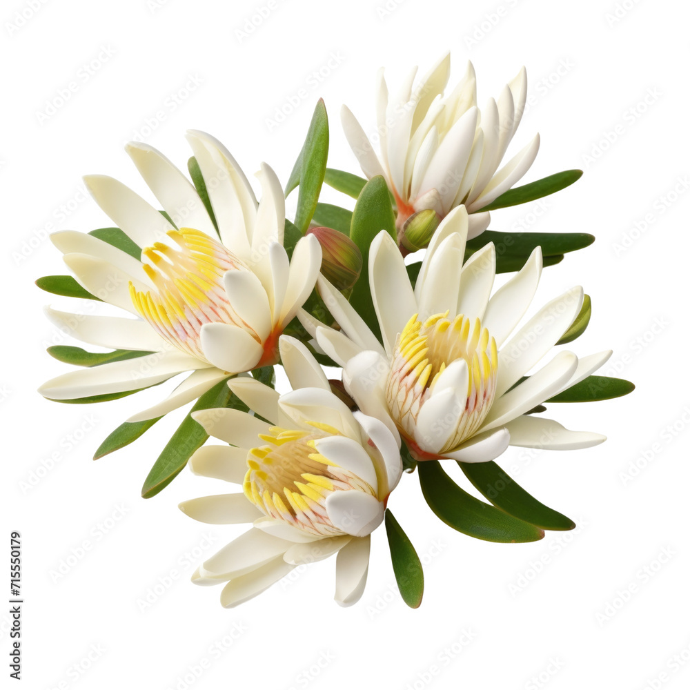 4 White Leucadendron: Charitable 4 White Leucadendron: Charitable