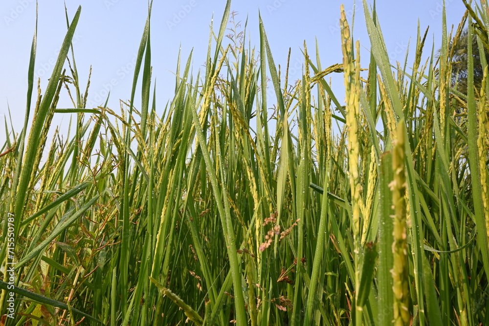 Rice or paddy plant. Close-up of the rice ears. Paddy or Rice field in India. Grain paddy field concept. close up of green rice plant. Rice or paddy plant. Close-up of the rice ears. Paddy or Rice field in India. Grain paddy field concept. close up of green rice plant.