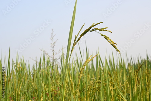 Rice or paddy plant. Close-up of the rice ears. Paddy or Rice field in India. Grain paddy field concept. close up of green rice plant.
