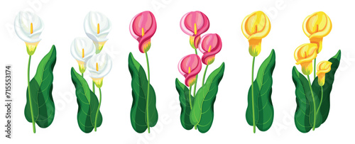 Set of beautiful arum lilies in cartoon style. Vector illustration of different arum lilies with green leaves: white, pink and yellow colors isolated on white background. Bouquets of arum lilies.