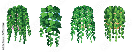 Set of green hanging plants in cartoon style. Vector illustration of hanging plants with different leaves in colored pots: dichondra, English ivy isolated on a white background. Ampel plants.