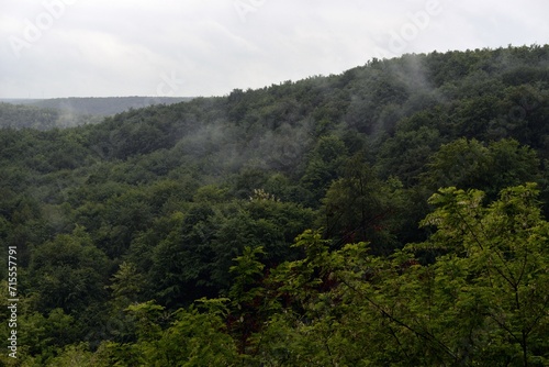 Green forest spread over a vast and wild surface. Rainy day with steam rising from the ground on a wet summer day