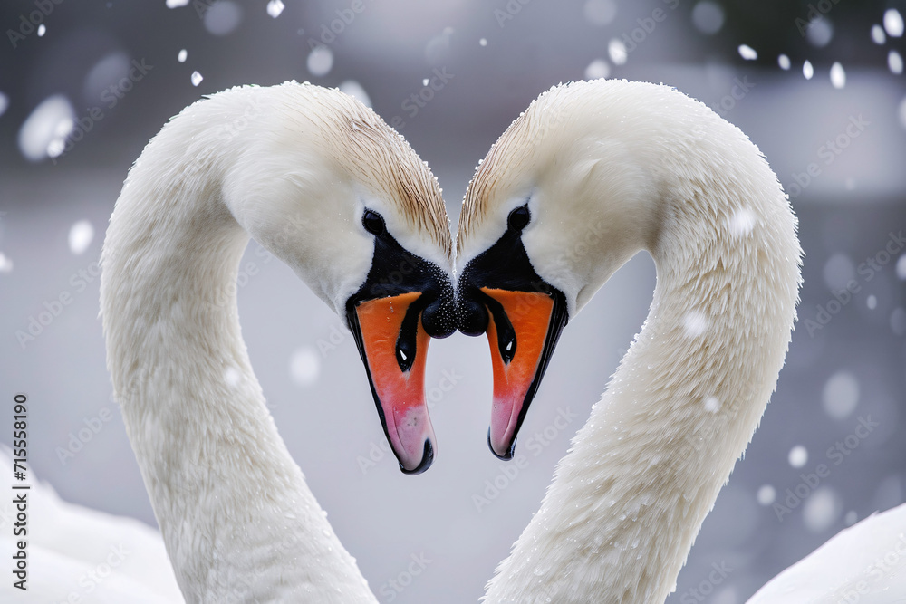 Obraz premium Happy Valentine Swans