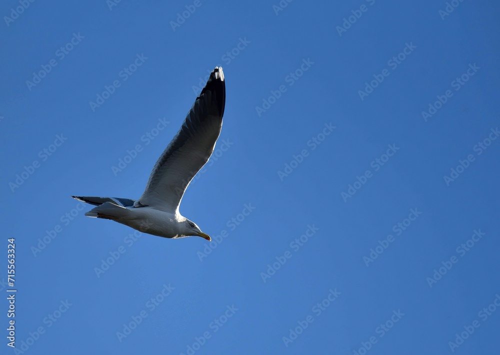 seagull soaring against a blue sky seagull soaring against a blue sky