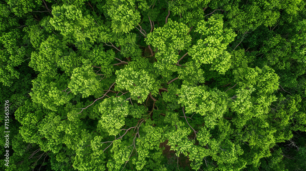 An overhead view of a mulberry tree with a dense canopy, its branches extending in all directions. The lush greenery and intricate network of branches create a visually mesmerizing