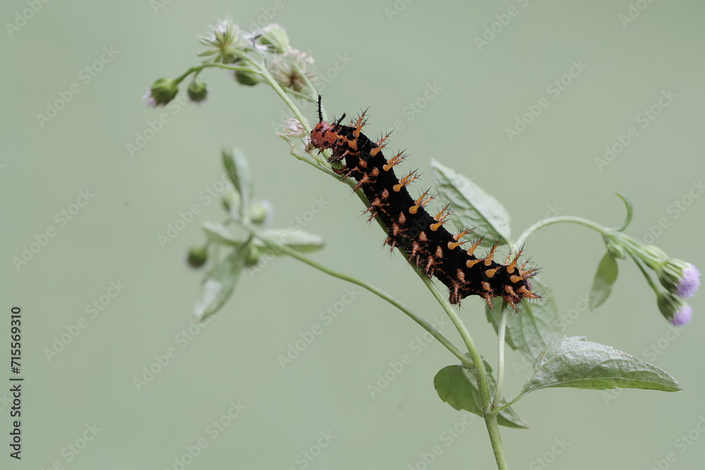 A beautifully colored caterpillar is foraging in a wildflower. This caterpillar causes itching on the skin when touched.