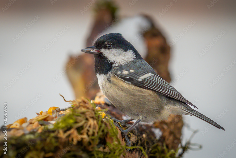 Obraz premium Coal tit sitting on a branch