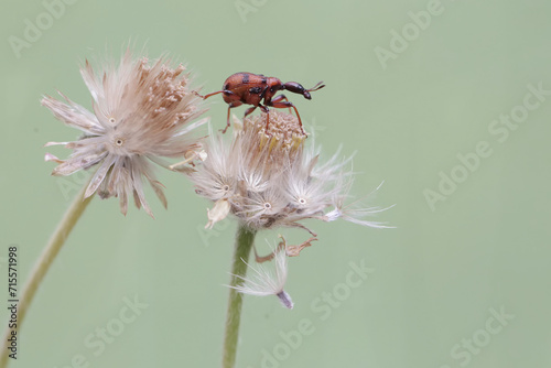 A giraffe weevil is looking for food in wild flowers. This insect has the scientific name Apoderus tranquebaricus. photo