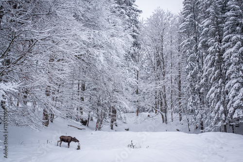 Moose in Snow