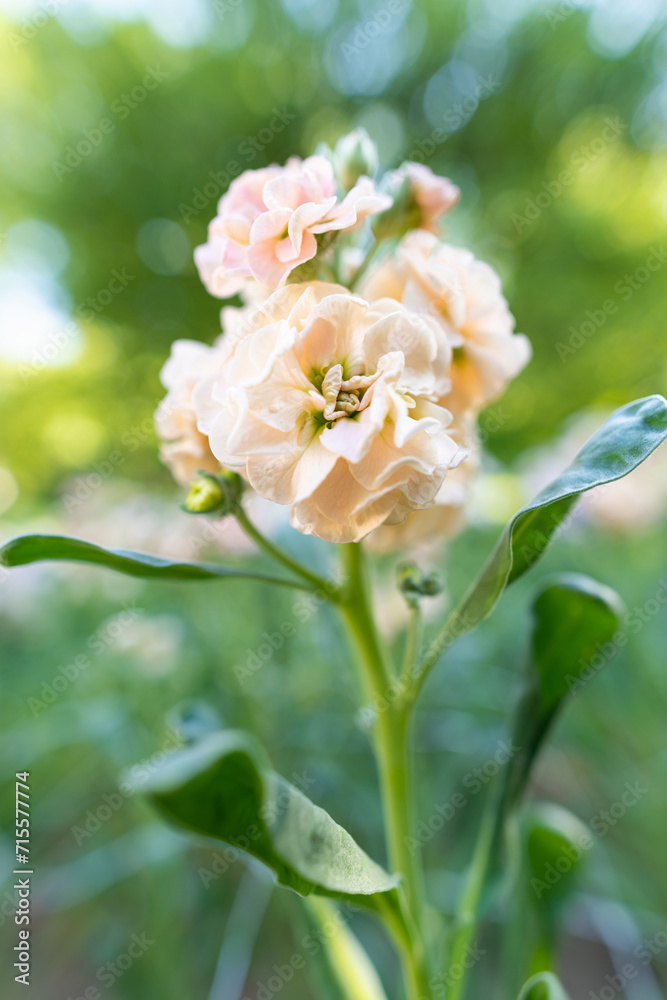 Matthiola incana, or commonly called Stock. Beautiful blush peachy colored double stock flowers, known to be highly scented. Matthiola background with shallow focus. Matthiola incana, or commonly called Stock. Beautiful blush peachy colored double stock flowers, known to be highly scented. Matthiola background with shallow focus.
