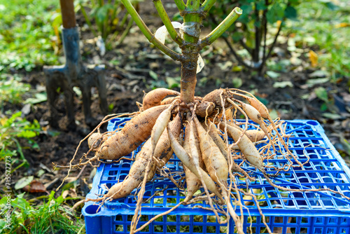 Freshly lifted dahlia plant tubers. Digging up dahlia tubers, cleaning and preparing them for winter storage. Autumn gardening jobs. Overwintering dahlia tubers. photo