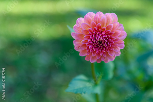 Pink runner dahlia. Pink dahlia flower.