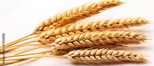 Dry wheat ears on isolated white background. Yellow wheat grains for background. Closeup wheat ears.