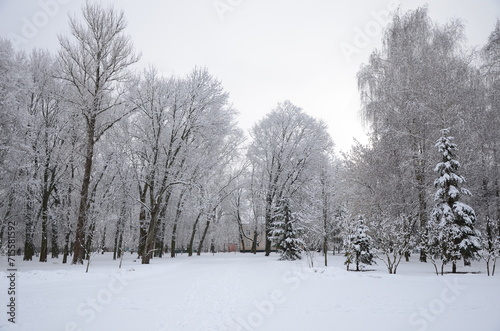 snow covered trees in winter © Юра Бисько