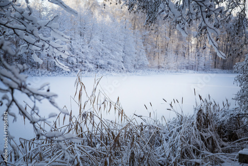 Winter landscape of a lake shore with trees and withered grass.