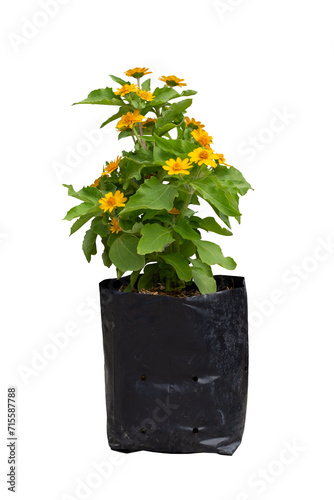 Melampodium divaricatum or Little Yellow Star flower bloom and growing in black plastic bag for nursery in the garden isolated on white background included clipping path. photo