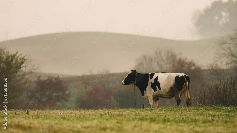 Large cash cow with big udder full of milk in clearing with foggy mystic background in hilly area, breathing with vapor. Natural pasture, meadow with grass for cattle, green fresh feed Large cash cow with big udder full of milk in clearing with foggy mystic background in hilly area, breathing with vapor. Natural pasture, meadow with grass for cattle, green fresh feed