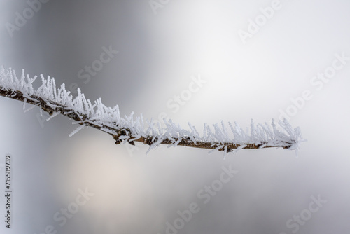 Spiky rime ice covers a branch on soft light background. Ice needles on a branch. Hoarfrost crystals coating a branch. Crystallized tree branch.