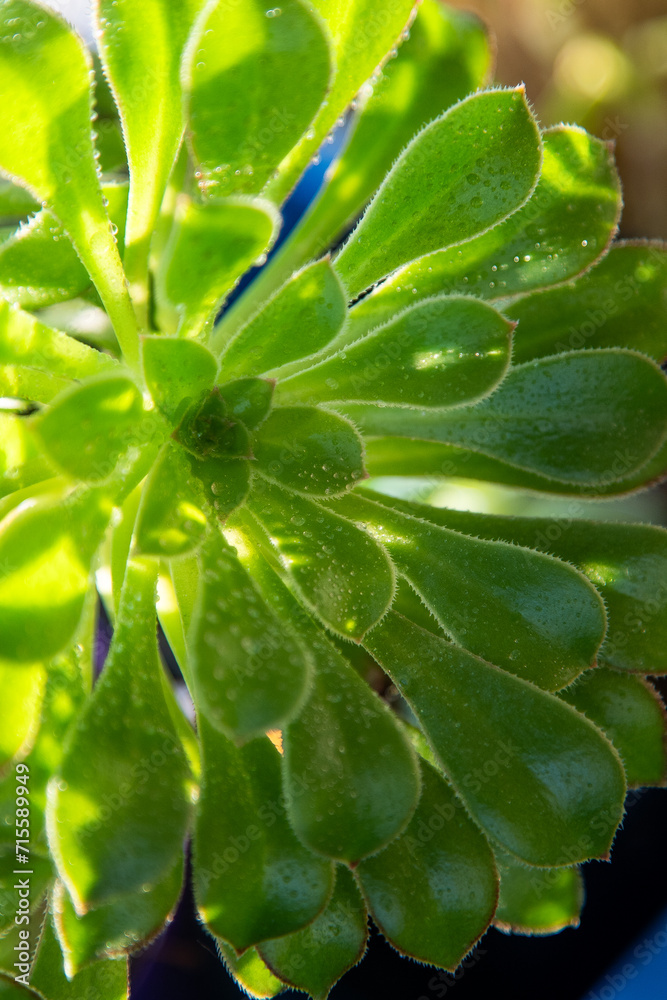 Green leaves of the Aeonium Spitz flower in winter. Houseplant succulent. Natural background Green leaves of the Aeonium Spitz flower in winter. Houseplant succulent. Natural background