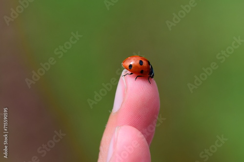 Closeup of  a ladybug sitting on a finger