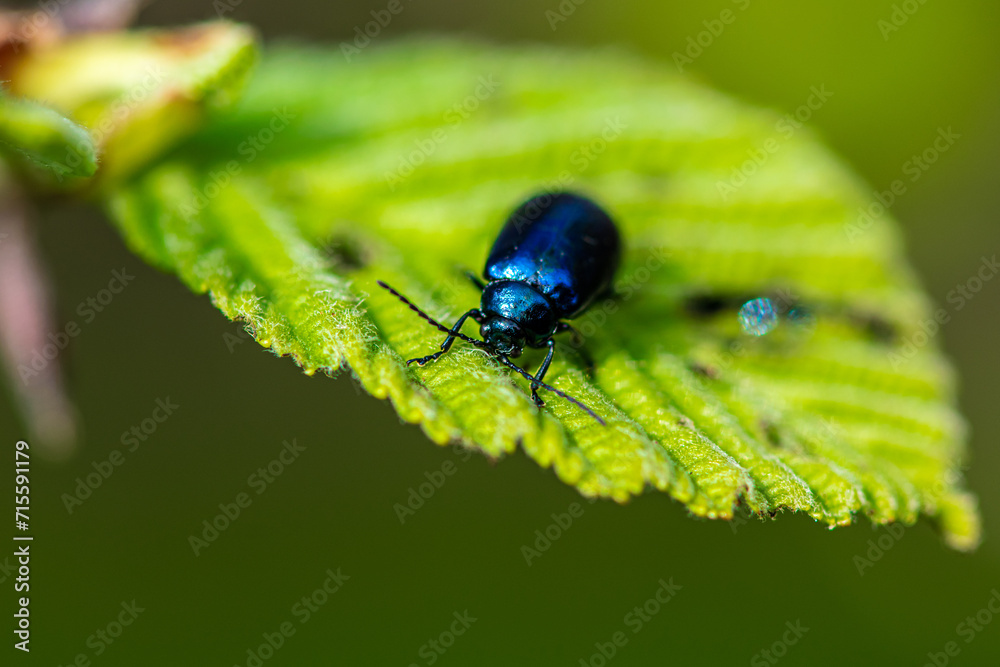 Macro details of a blue bug on a leaf Macro details of a blue bug on a leaf