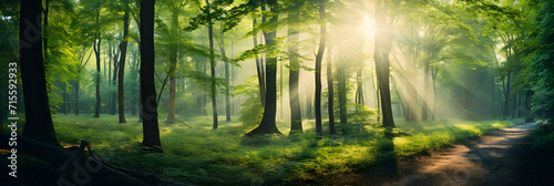 Panorama of a scenic forest of fresh green deciduous trees with the sun casting its strong rays of light through the foliage, seasonal spring background, wallpaper