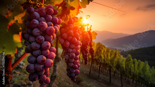 ripe grapes in a vineyard at dusk, with water droplets glistening in the golden sunlight. Ideal for wine industry promotions, agriculture-themed designs, or seasonal advertising.