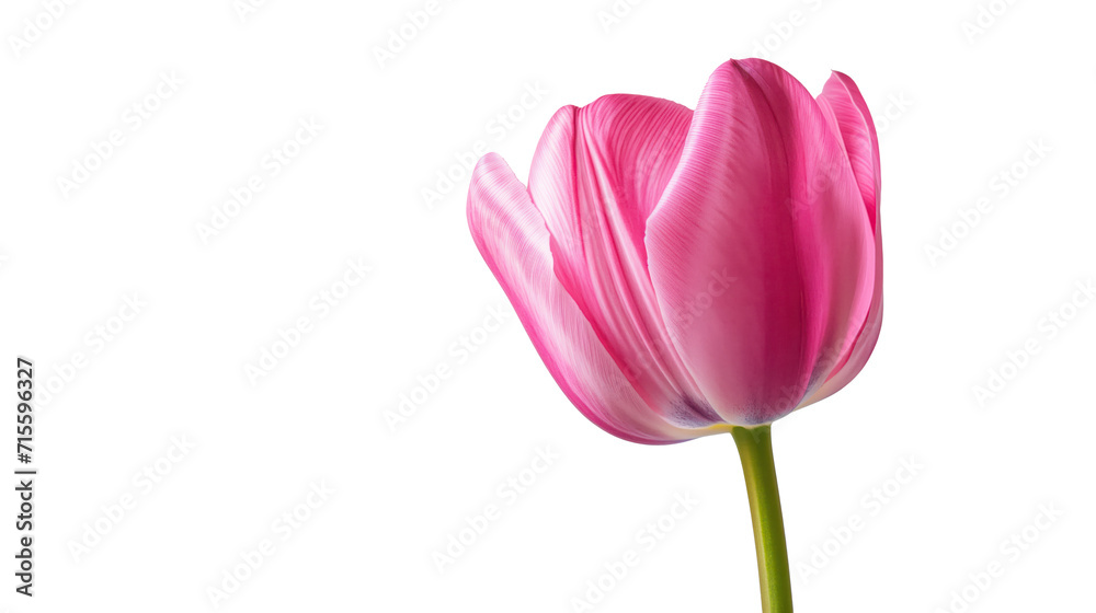 pink rose coloured tulip on transparent background pink rose coloured tulip on transparent background