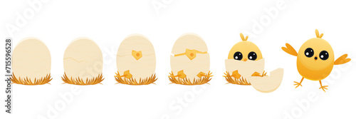 Chicken hatching stages. Cartoon winged chick emerging from egg, domestic farm animal with feathers, summer newborn chicks. Vector flat illustration