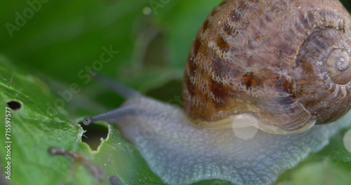 Snail farm. Snails crawling on a green leaf in the garden in the summer photo