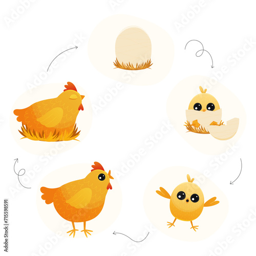 Chicken life cycle. Cartoon broody hen with chicks and eggs, step by step from egg to adult and back, chicken embryo to adult and chicks. Vector illustration