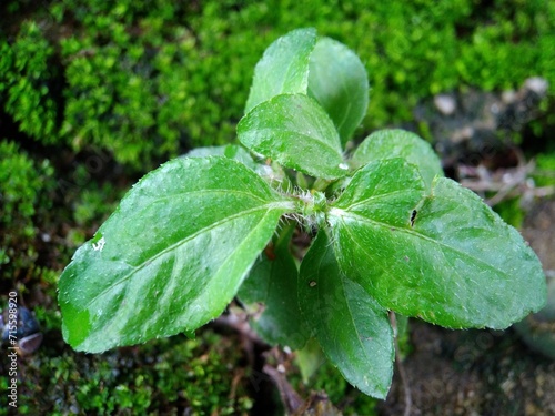 A fresh herb grows among grasses and moss in the backyard. This herb is known as synedrella, cinderella weed, node weed, legetan, jotang kuda, etc. photo