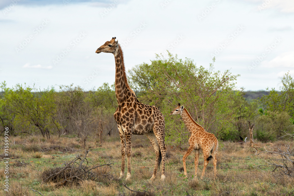 Obraz premium Giraffe mother and baby walking in a Game Reserve in the Waterberg Region in South Africa