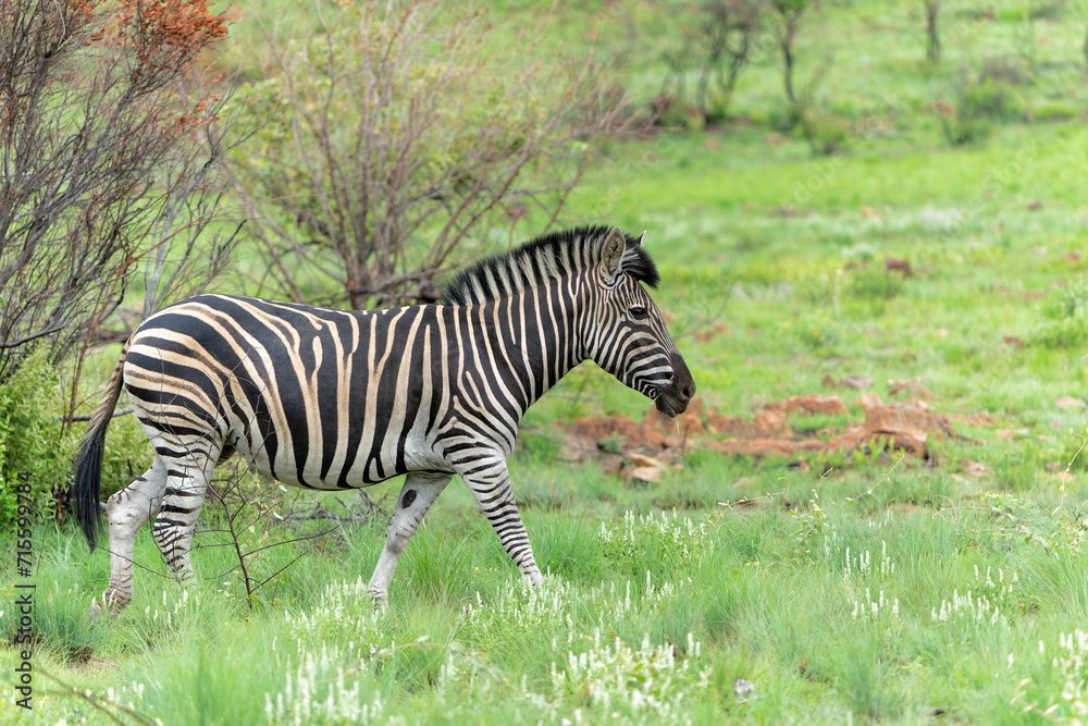 Zebra walking on the plains of the Pilanesberg National Park in South Africa Zebra walking on the plains of the Pilanesberg National Park in South Africa