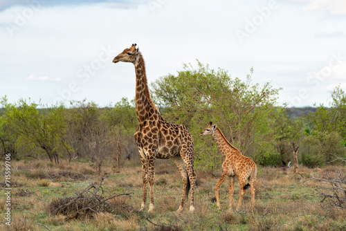 Giraffe mother and baby walking in a Game Reserve in the Waterberg Region in South Africa